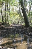 Forêt de Montgé